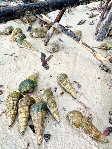 The fall, film location, India, Andaman, Havelock Island