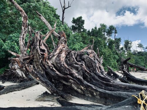 The fall, film location, India, Andaman, Havelock Island