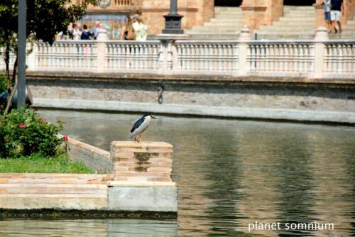 Visited a film location of Lawrence of Arabia in Sevilla, Spain.