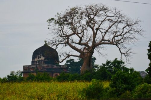 Baobab tree in Mandu